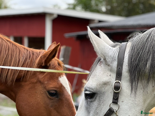 medryttarhäst finnes: Medryttare sökes i Västerås - Annons 11