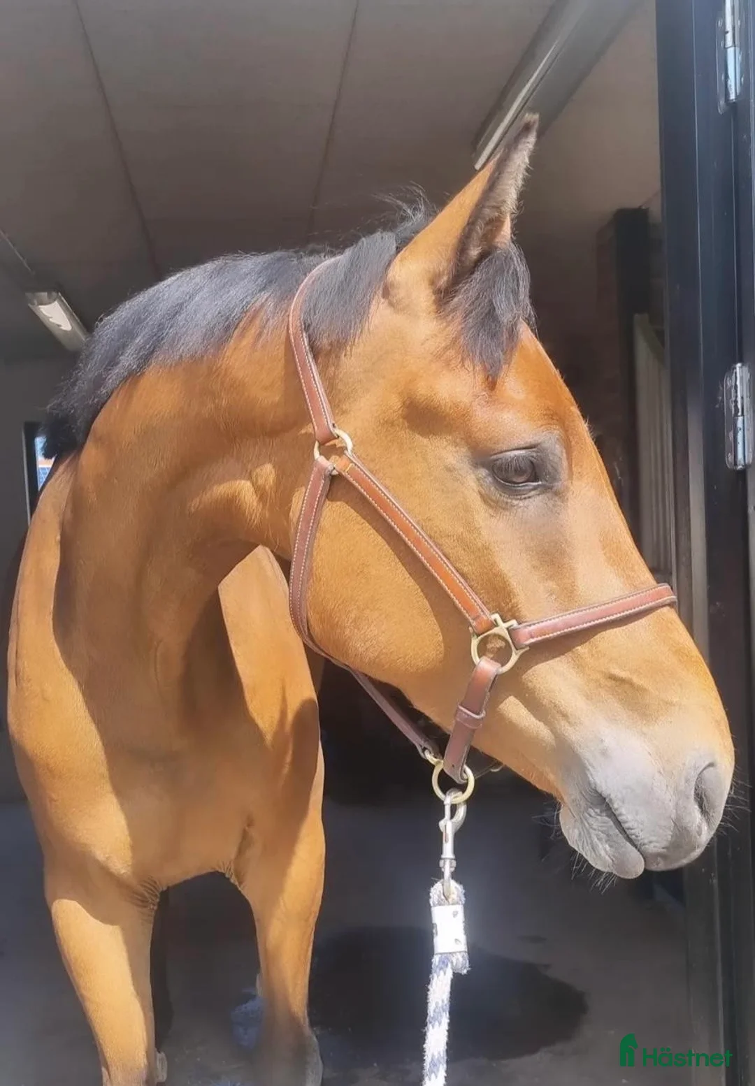 Hoppning hästar till salu: Välhoppande modig 6 åring - Annons 5