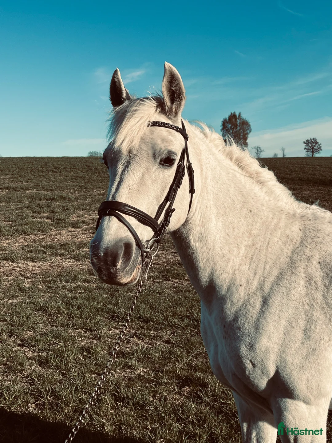 Sällskap hästar till salu: Fantastisk fin mor-dotter häst ❤️ - Annons 2