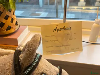 Hästinspirerad heminredning övrig utrustning till salu: ”limited edition” käpphäst! - Annons 1