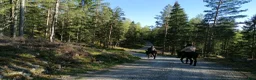 Allround hästar till salu: 2 Catalanska åsnor  - Annons 6