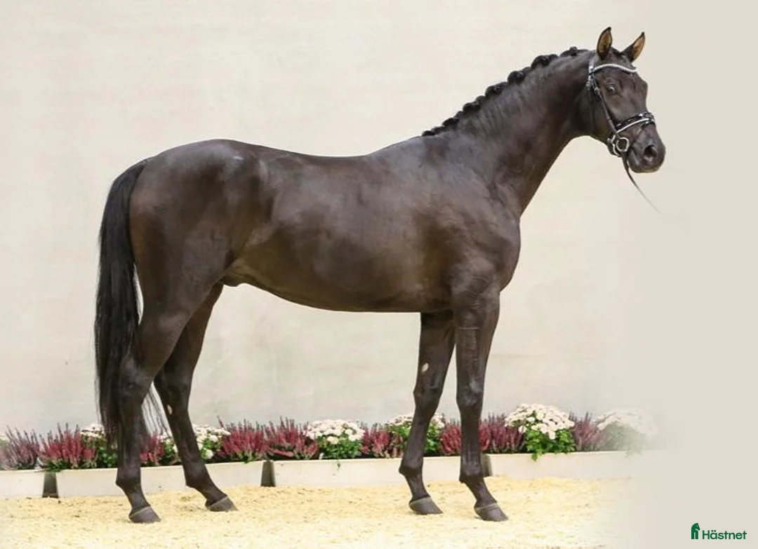 Dressyr hästar till salu: Känslig kille med stor potential  - Annons 3