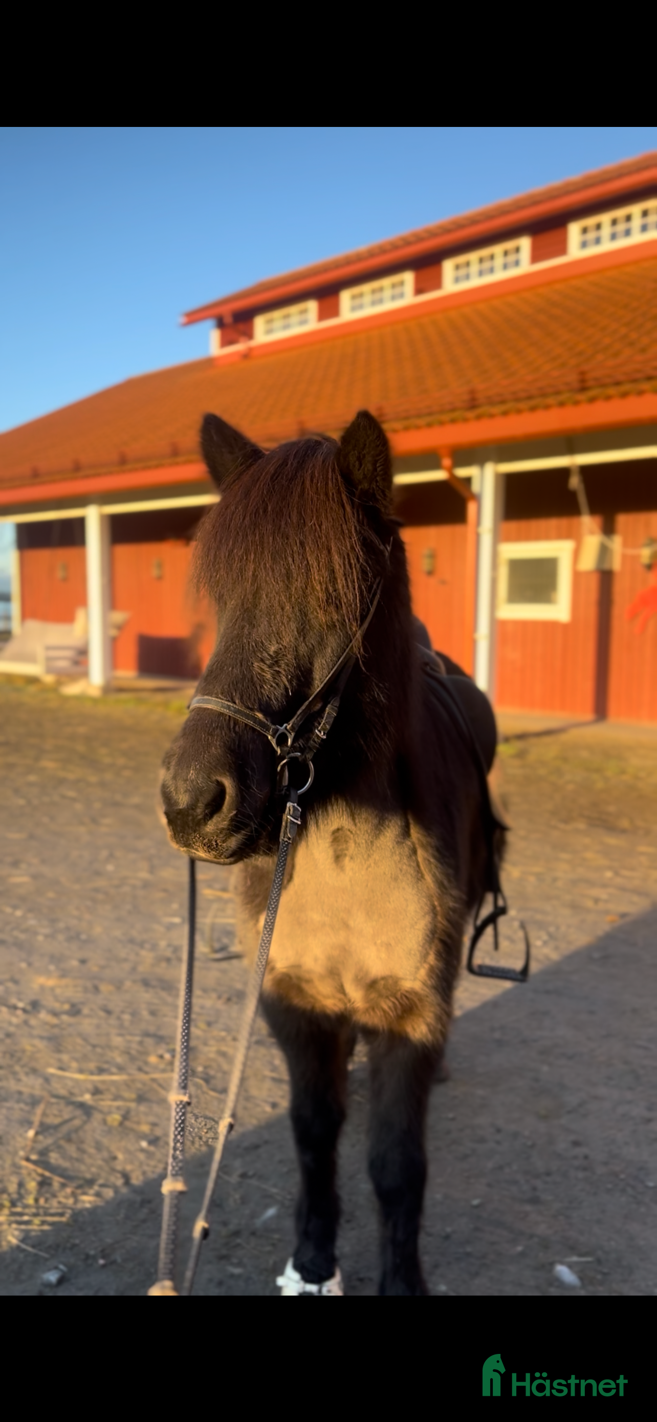  hästar Seksårigt sto för framtidens tävlingsbanor💗 i Glava - Annons 1