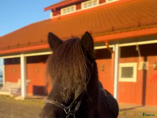 hästar Seksårigt sto för framtidens tävlingsbanor💗 i Glava - Annons 1