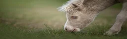 Allround hästar till salu: American mini Curly horses - Annons 7