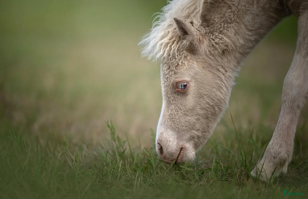 Allround hästar till salu: American mini Curly horses - Annons 7