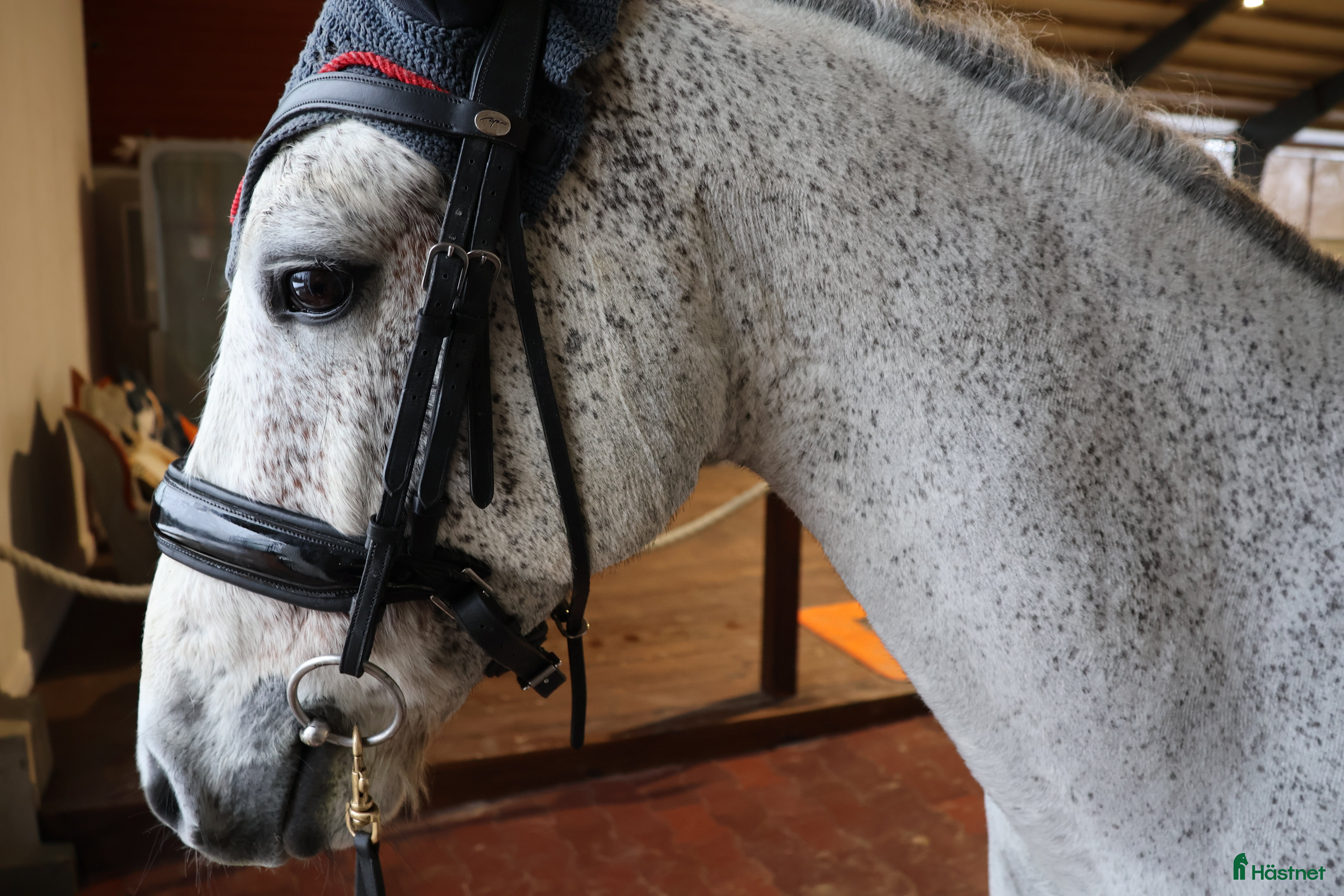  hästar Reg. Connemara valack! FILM 🌟 - Annons 10