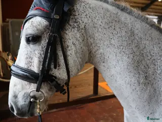 hästar Reg. Connemara valack! FILM 🌟 - Annons 10