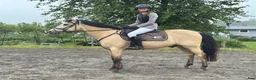 Allround hästar till salu: Trevlig c-ponny - Annons 3