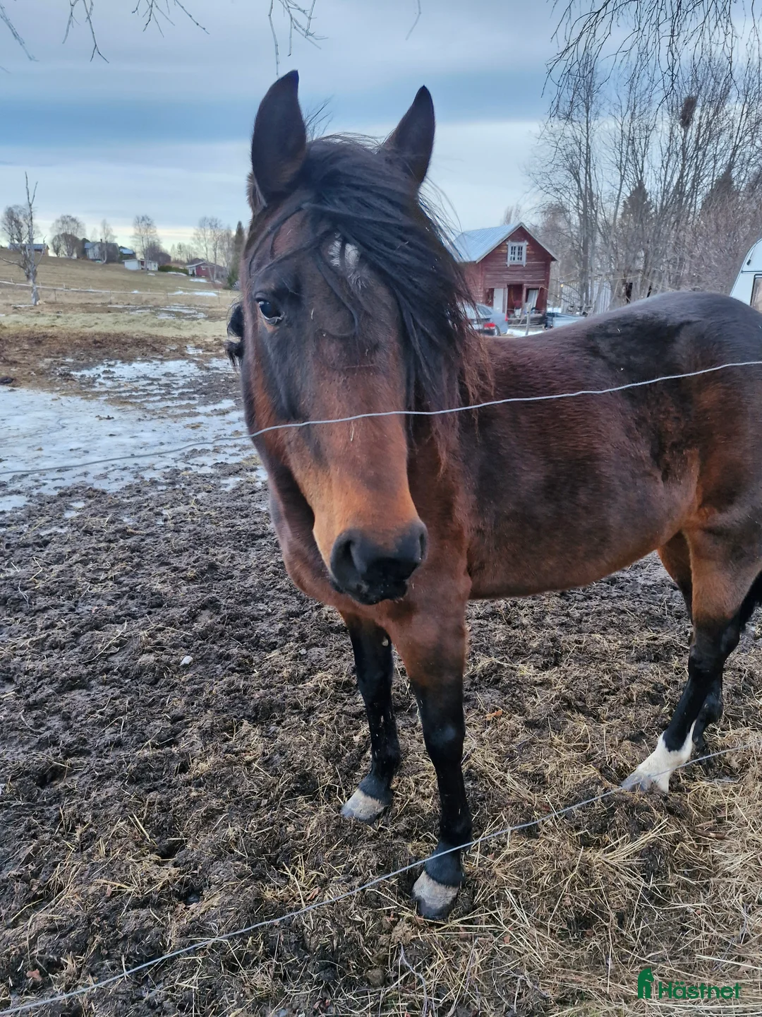 Allround hästar till salu: Varmblodsto - Annons 2