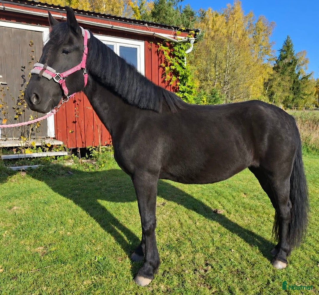  hästar Fina Teddy Bettan söker nytt hem  - Annons 2