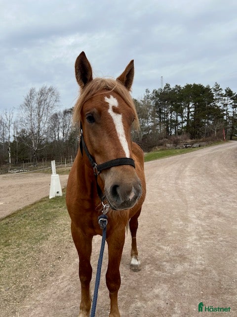  hästar Snäll Valack - Annons 2