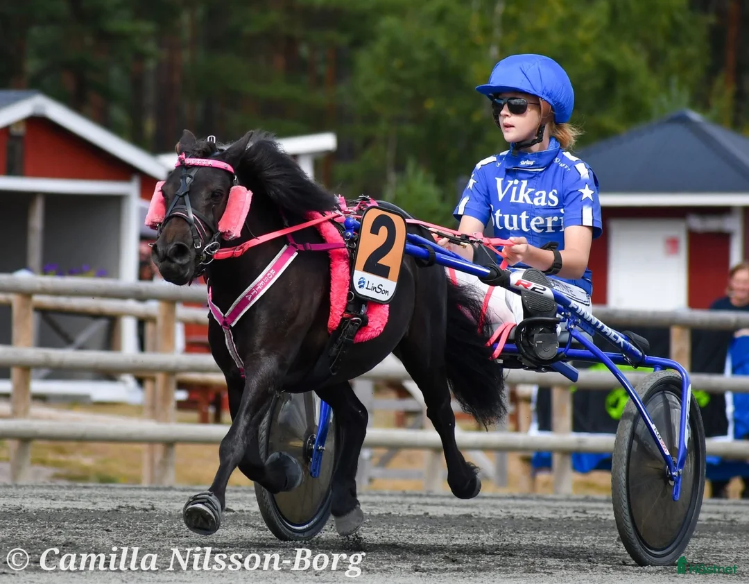 Trav hästar till salu: Glädjespridare och Rosettplockare - Annons 2