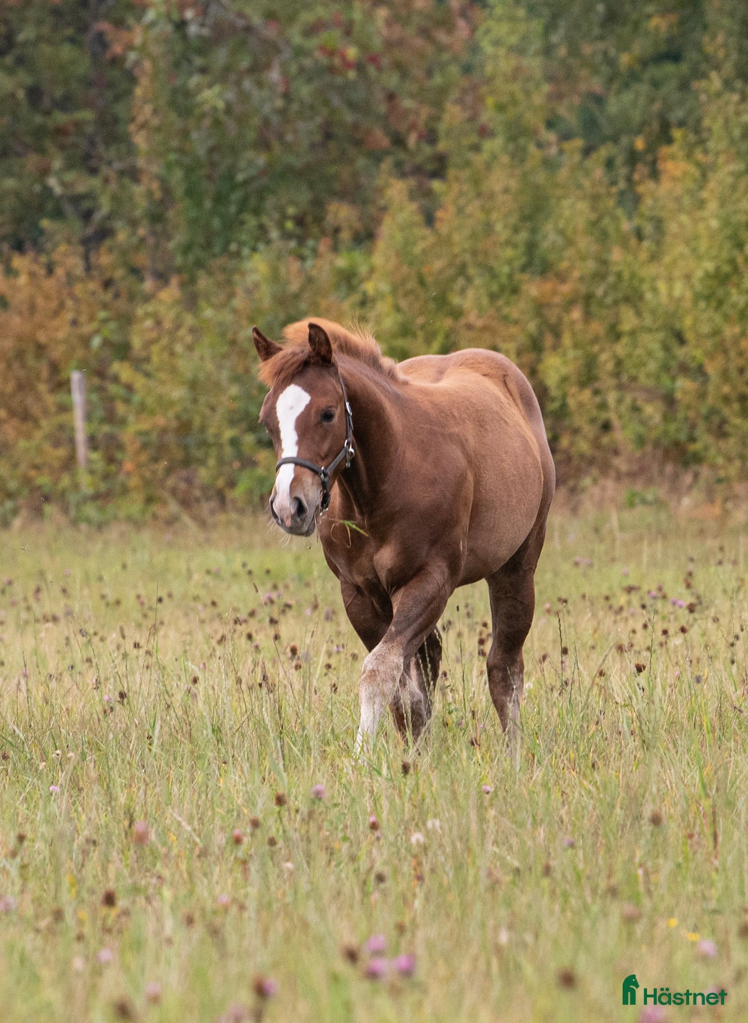 Western hästar till salu: Blivande reiningstjärna - byte möjligt!  i Hjo - Annons 5