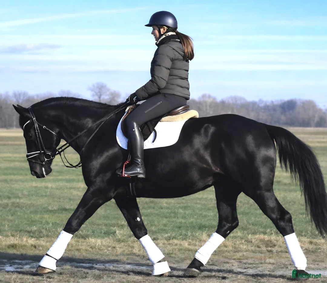 Allround hästar till salu: A real special black Bombproof for New Year - Annons 7