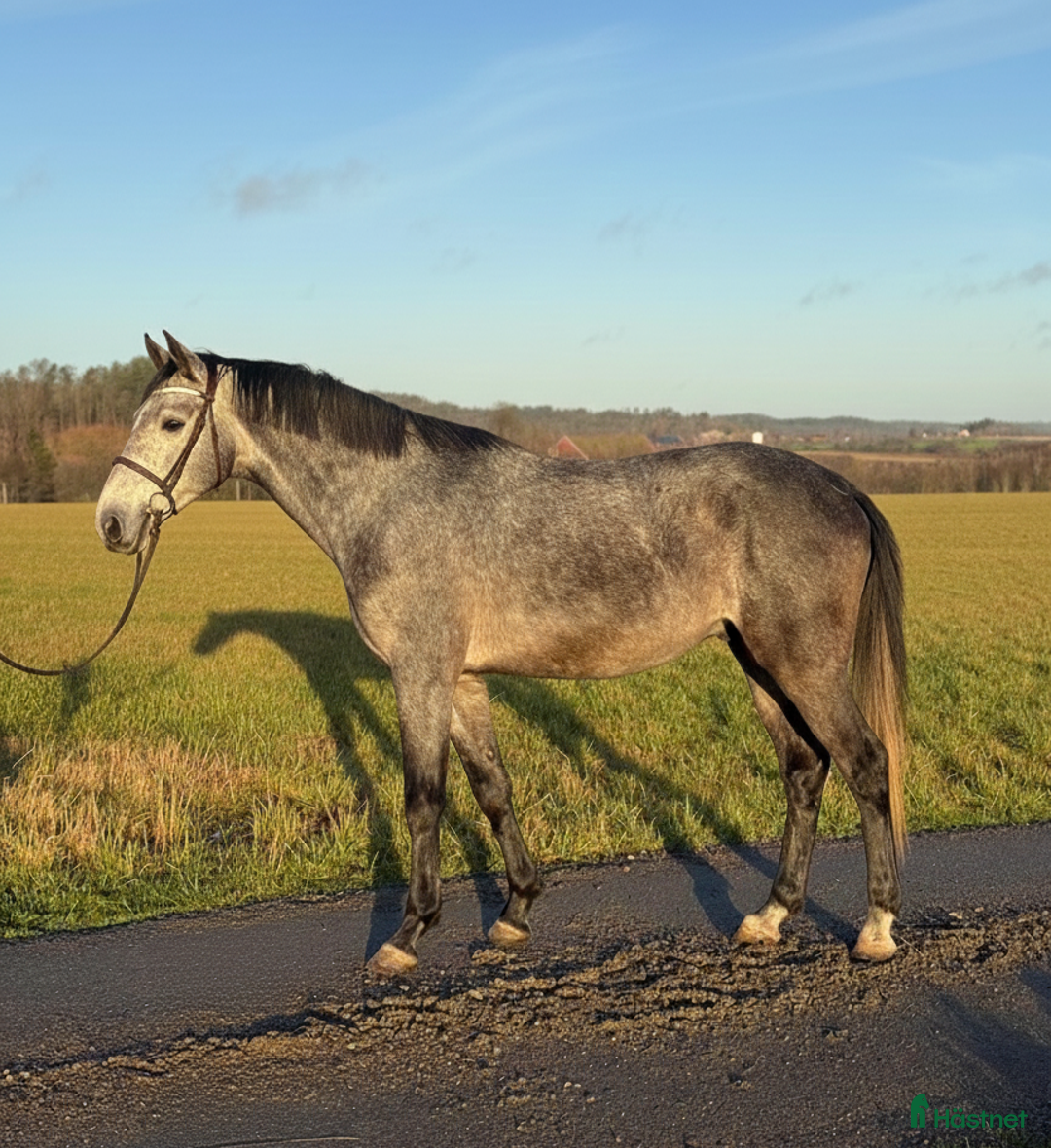 Allround hästar till salu: Trevlig unghäst att forma själv!  i Hjärtum - Annons 2