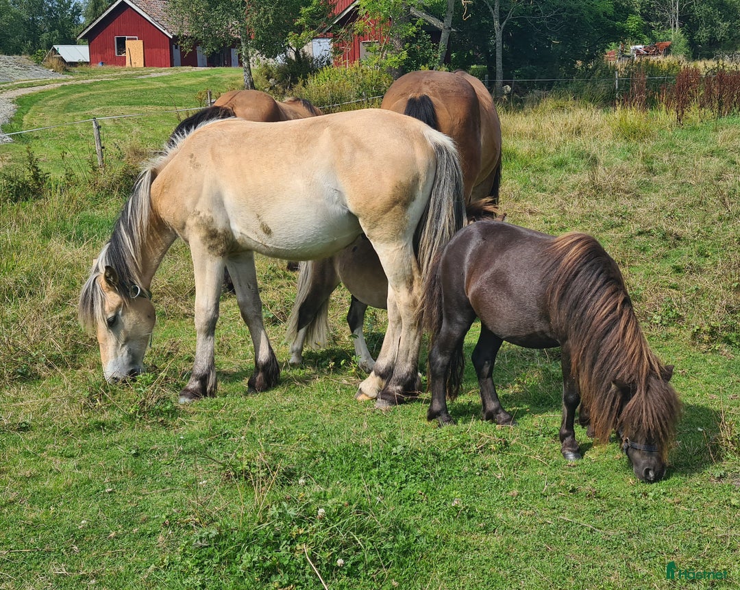 Körning hästar till salu: Fin nordsvensk  i Henån - Annons 7