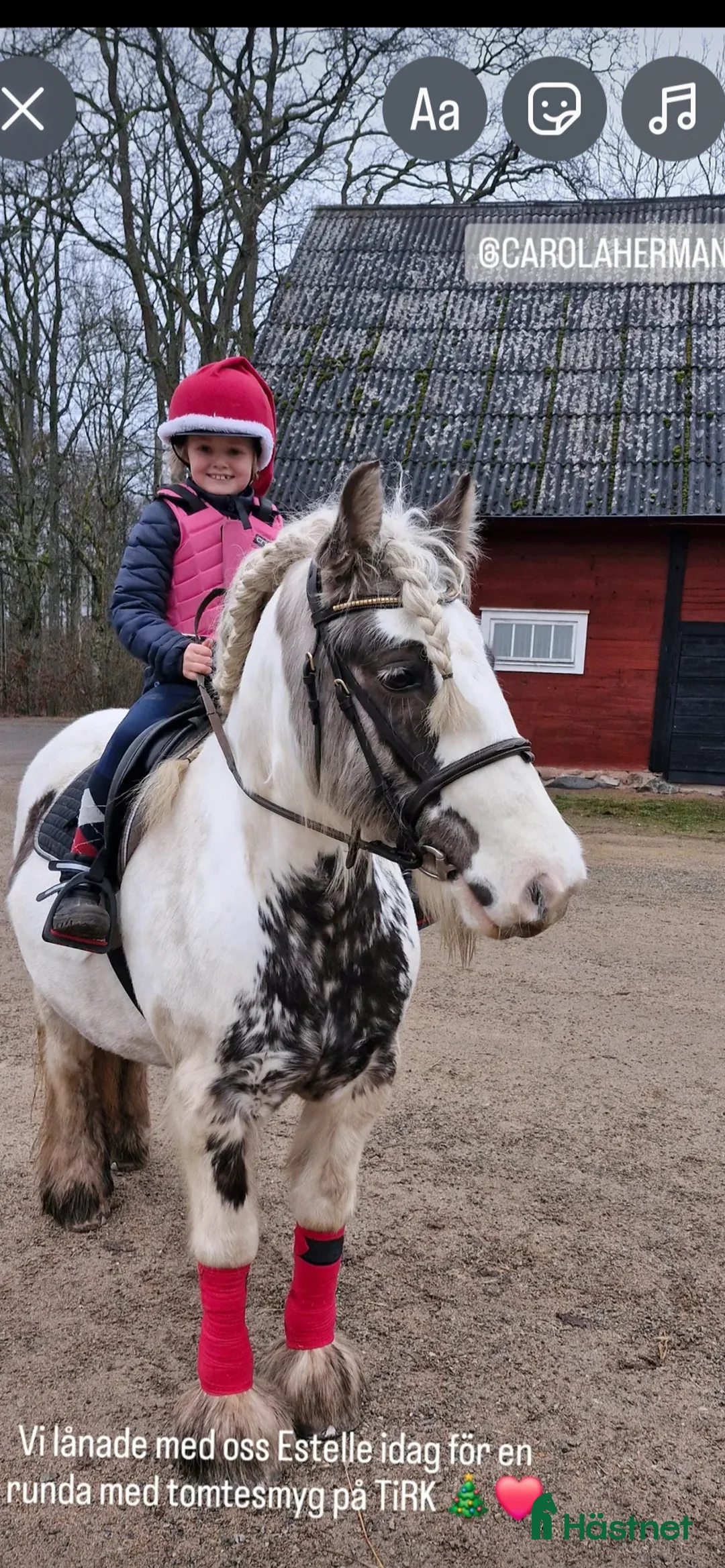 Allround hästar till salu: Ridning eller avel i Tingsryd - Annons 2