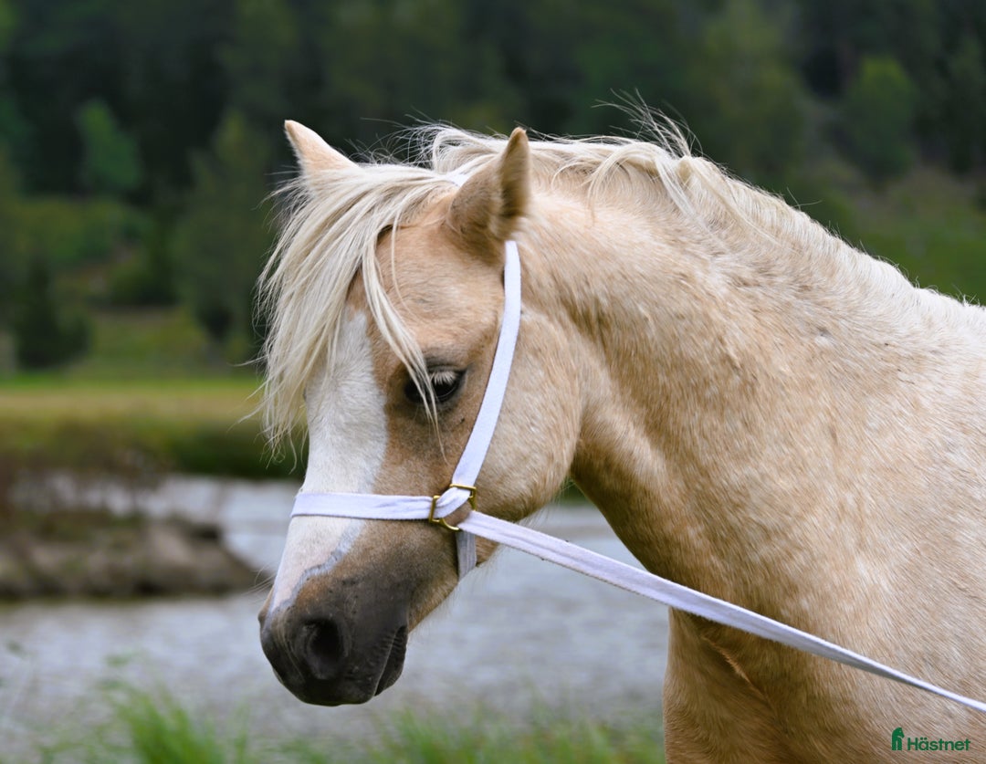 Allround hästar till salu: En trygg och harmonisk Welsh Mountain hingst  i Nyköping - Annons 5