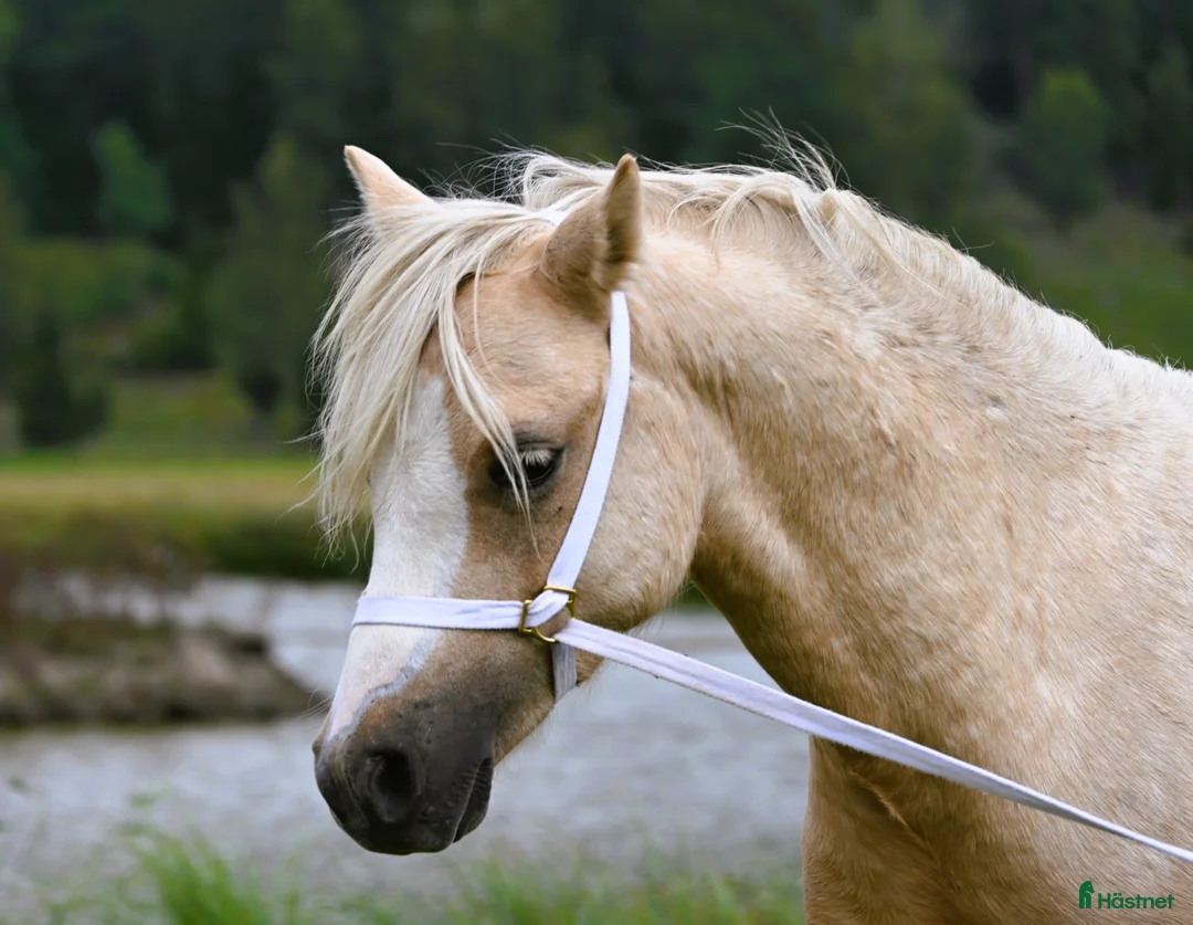 Allround hästar till salu: En trygg och harmonisk Welsh Mountain hingst  i Nyköping - Annons 5