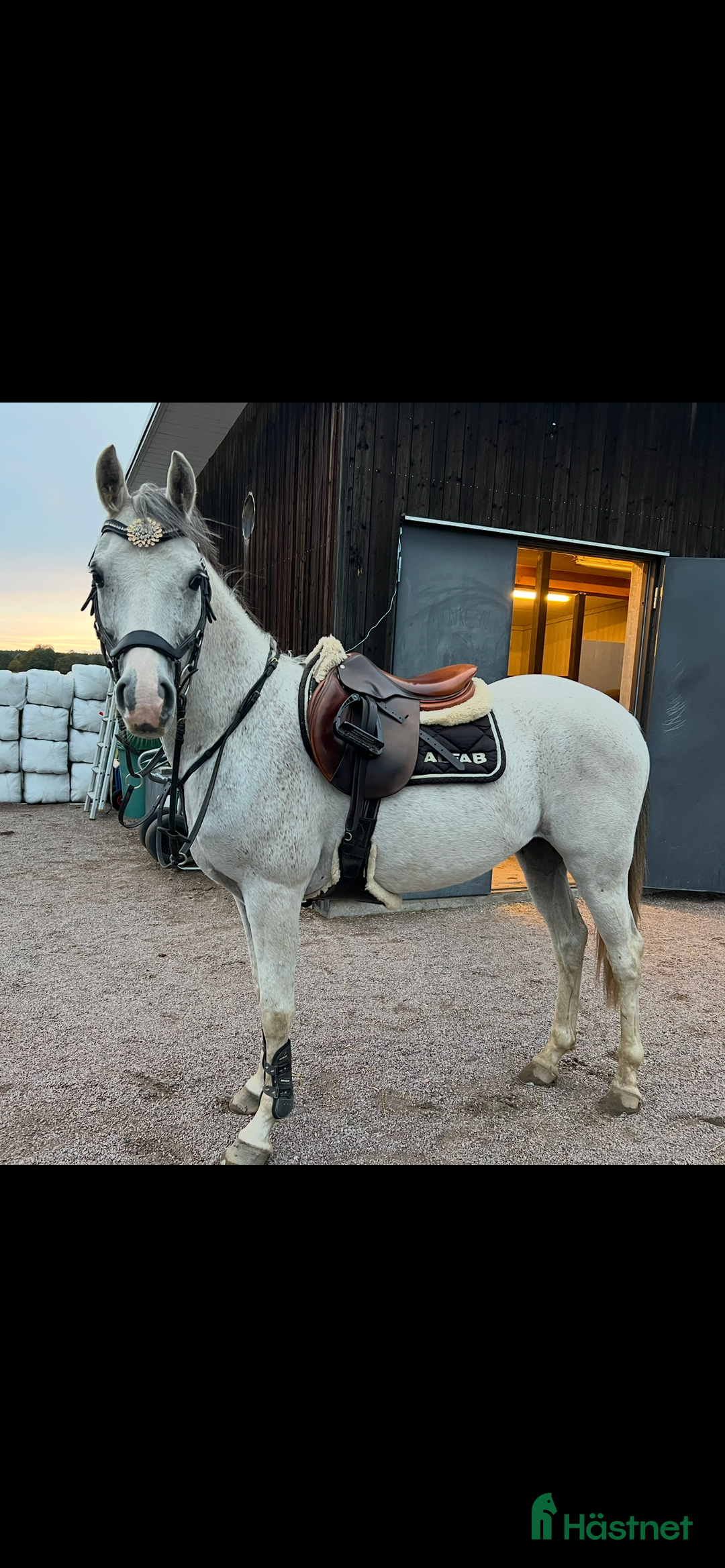 Hoppning hästar till salu: Maxad C-ponny i Älvkarleby - Annons 1