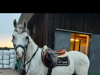 hästar Maxad C-ponny i Älvkarleby - Annons 14