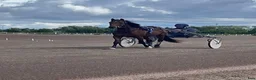 Trav hästar till salu: Premieklar 2-årig valack  - Annons 1