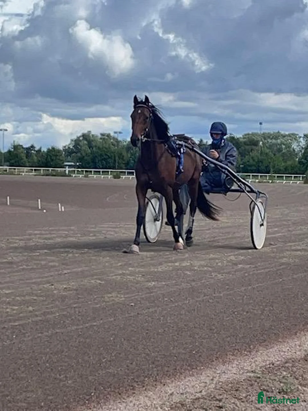 Trav hästar till salu: Premieklar 2-årig valack  - Annons 1