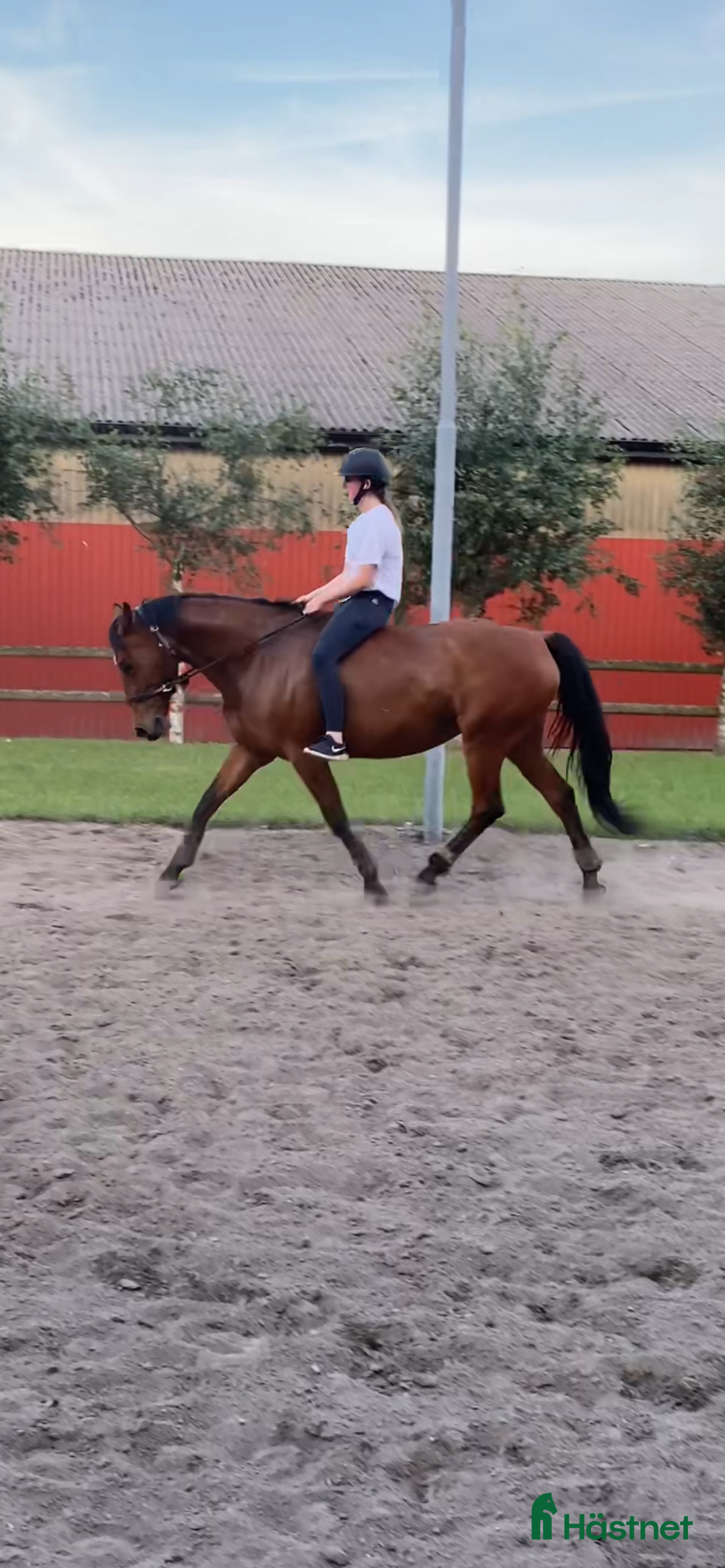 Allround hästar till salu: Fantastisk hobbyhäst - Annons 2