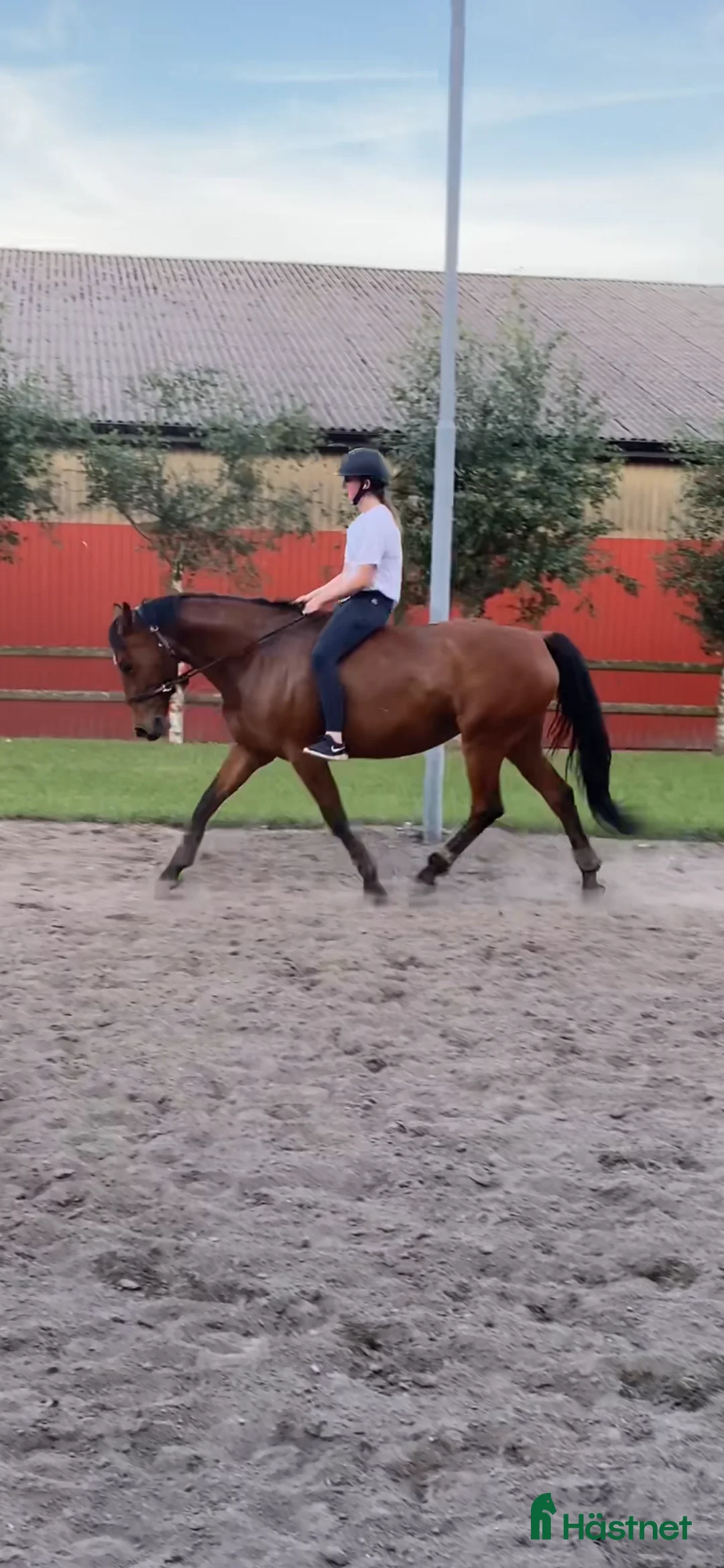 Allround hästar till salu: Fantastisk hobbyhäst - Annons 2