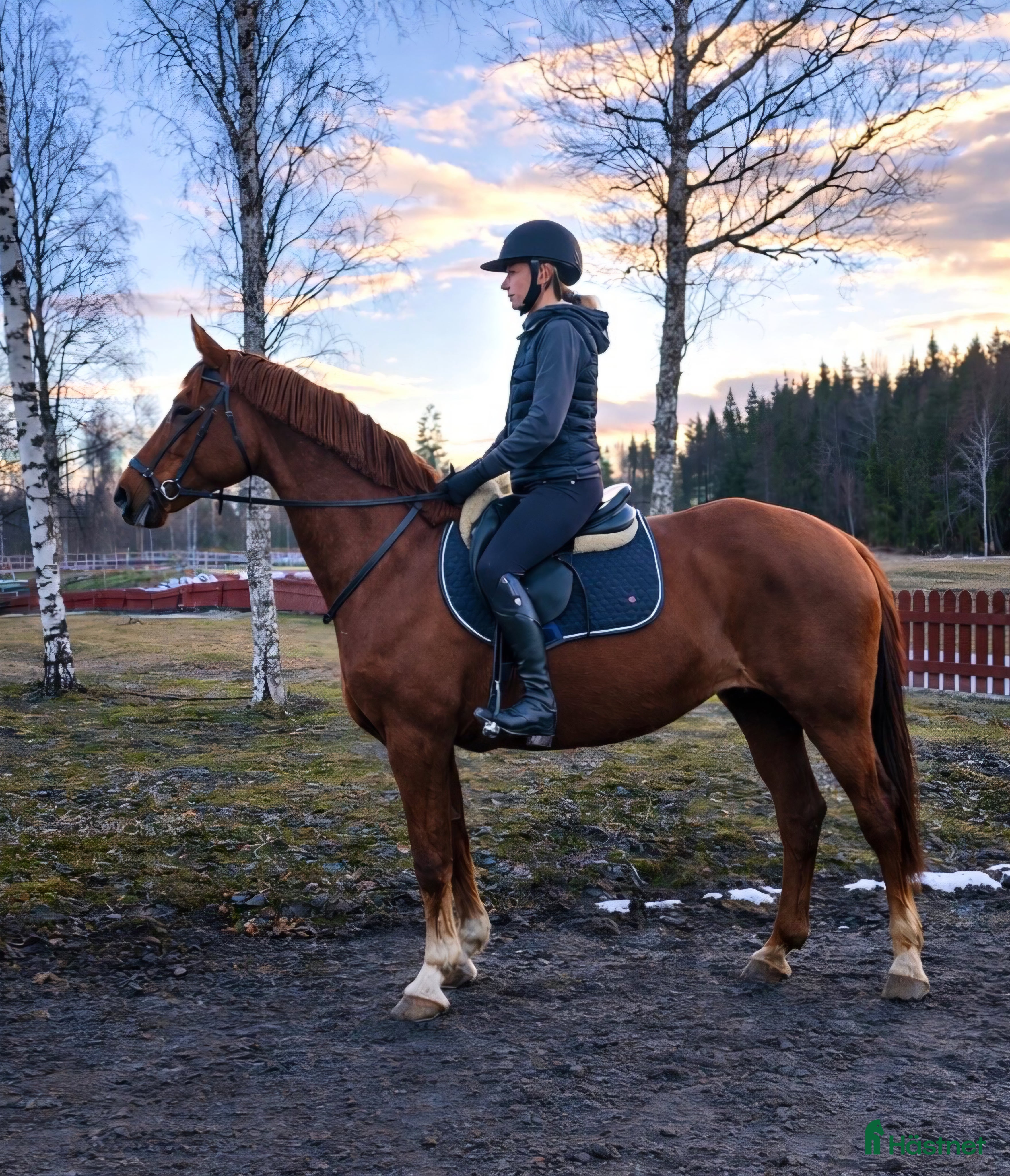  hästar Vänligt & arbetsvilligt sto. - Annons 11