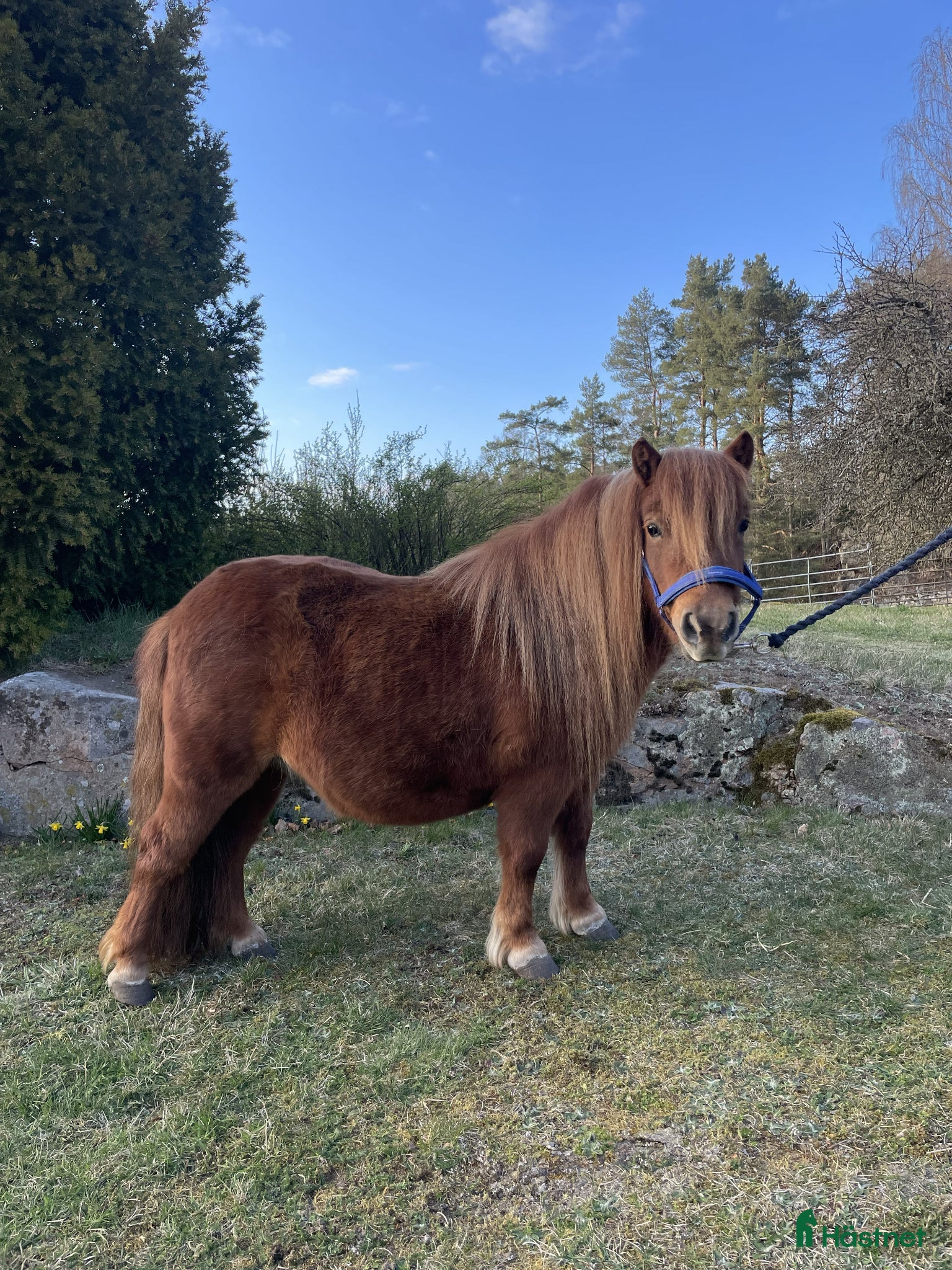  hästar 3-årigt Shetlandssto - Annons 2