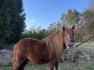 hästar 3-årigt Shetlandssto - Annons 2
