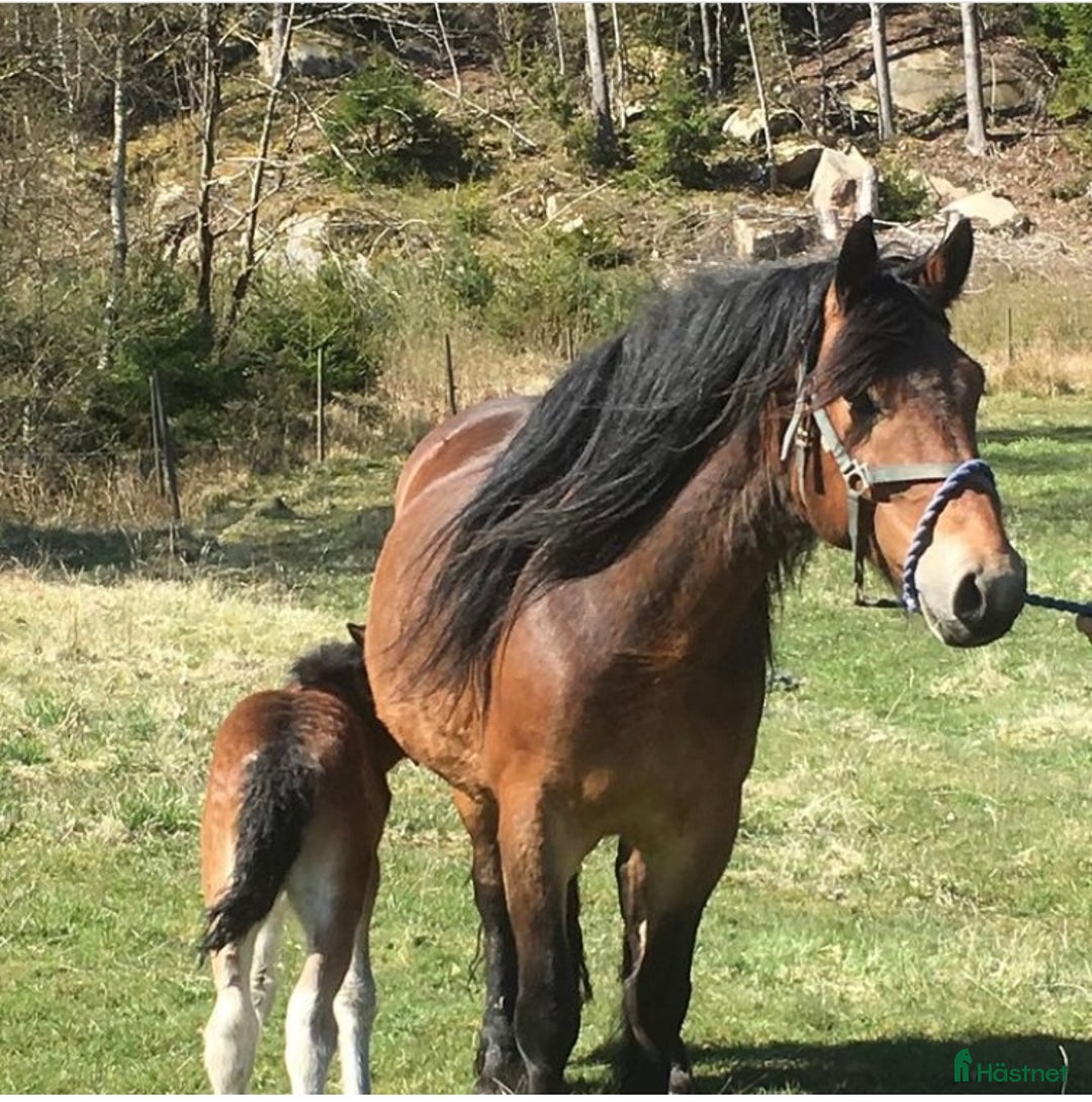 Allround hästar till salu: Diplom Sto i Hamburgsund - Annons 7