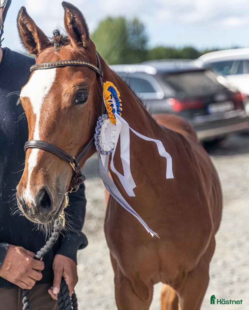  hästar Magiskt snäll fölunge i Kusmark - Annons 4