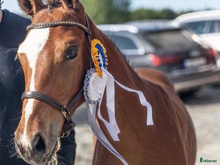 hästar Magiskt snäll fölunge i Kusmark - Annons 5