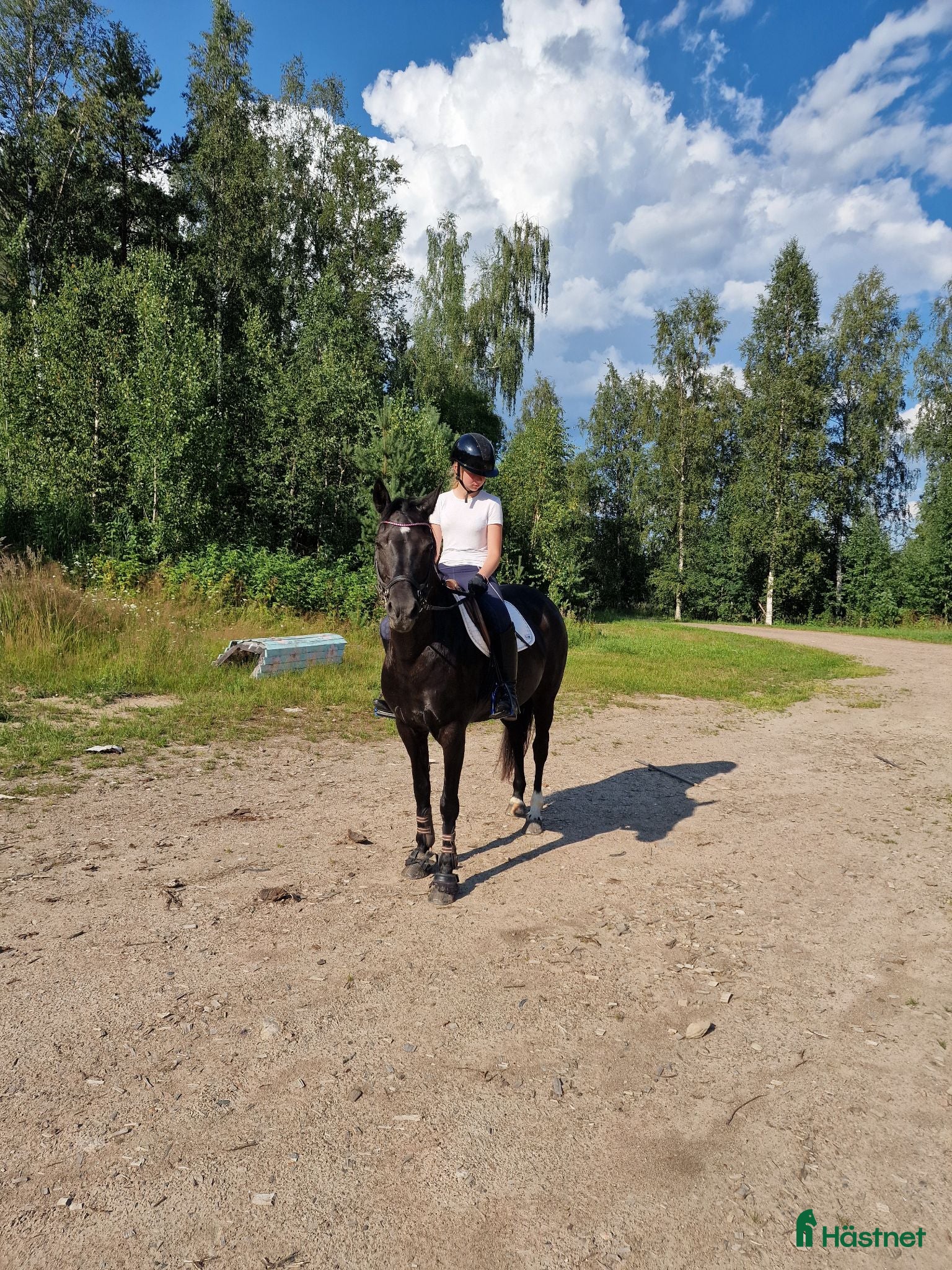  hästar Fint sto med hög integritet - Annons 1