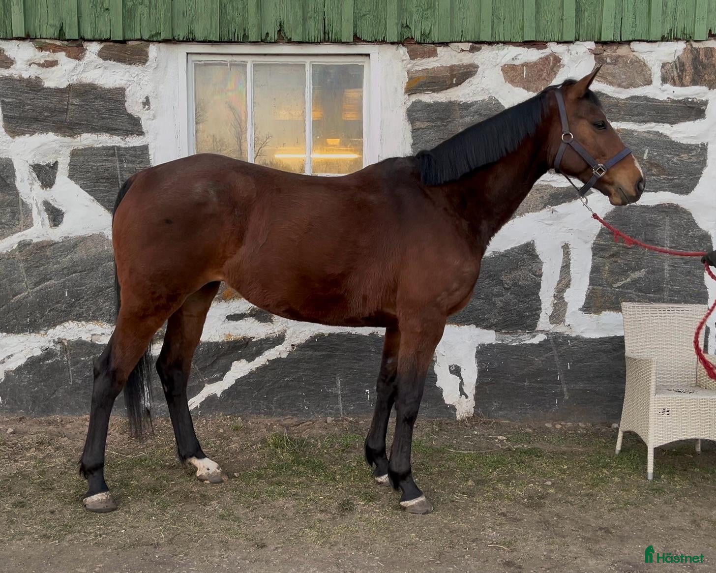  hästar Fantastiskt temperament  - Annons 3