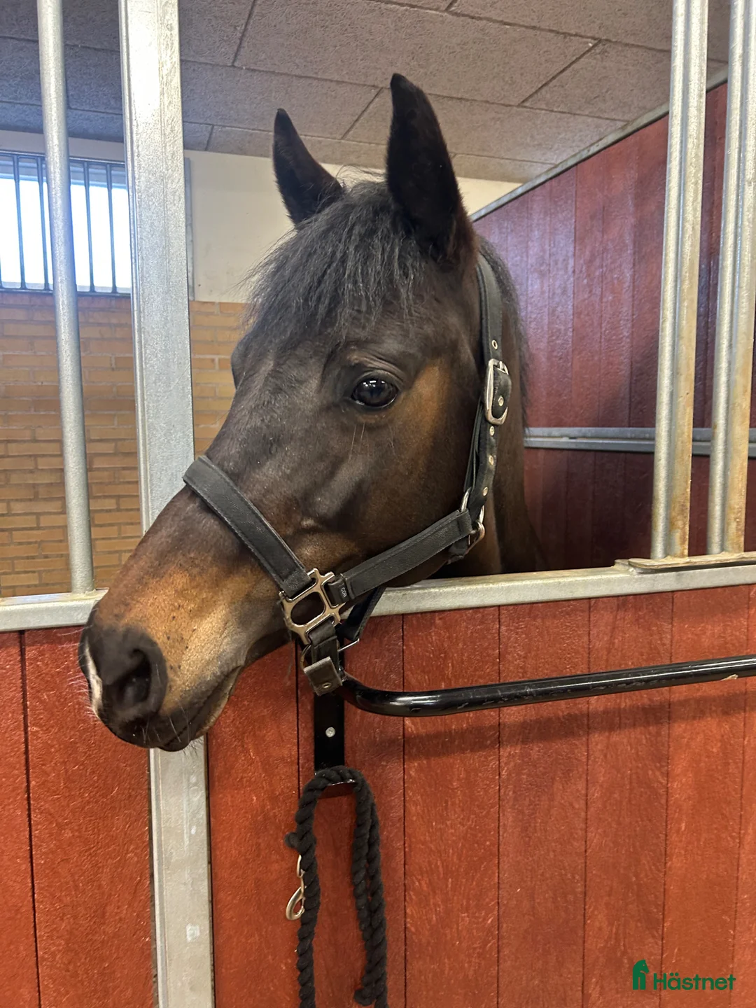 Sällskap hästar till salu: Fin sällskapshäst i Frillesås - Annons 1