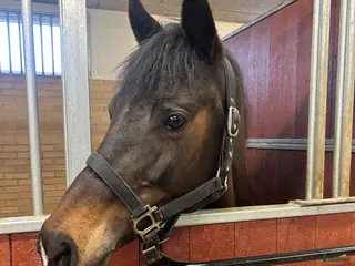 hästar Fin sällskapshäst - Annons 1