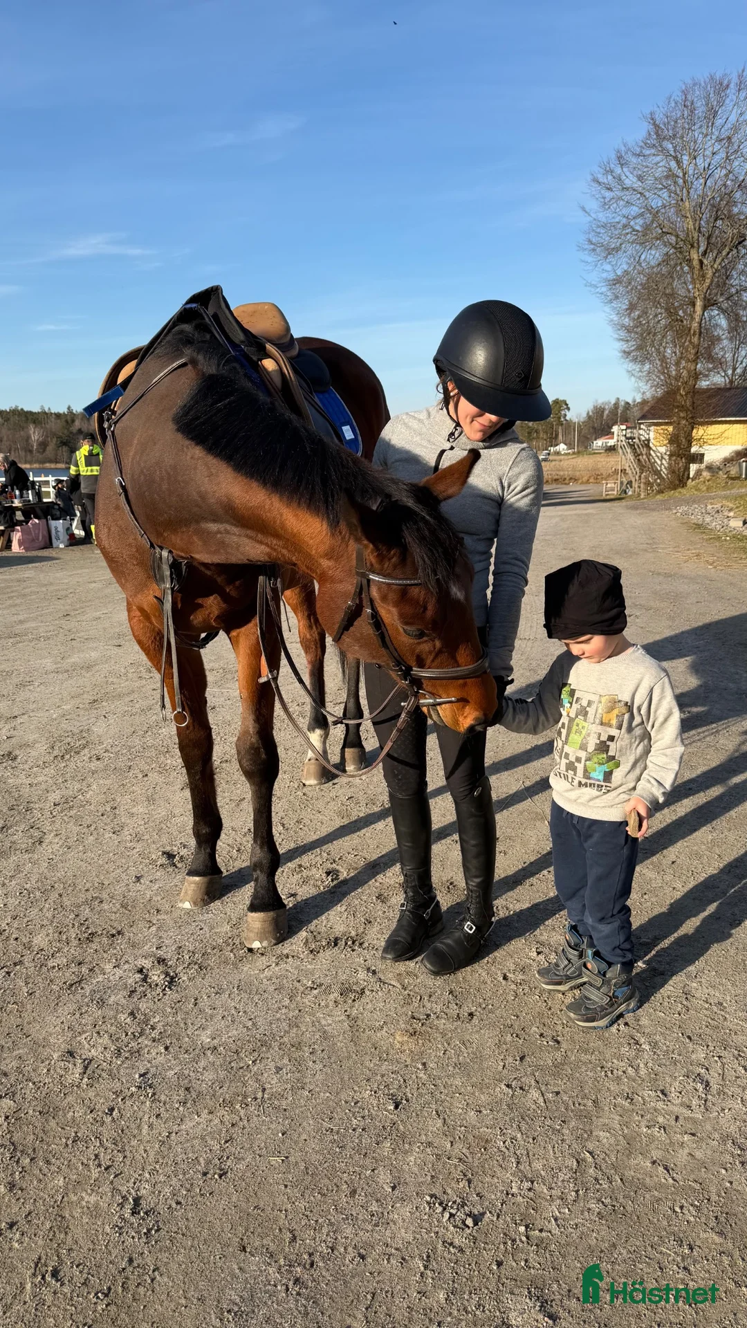 Allround hästar till salu: Kvick sporthäst - Annons 7