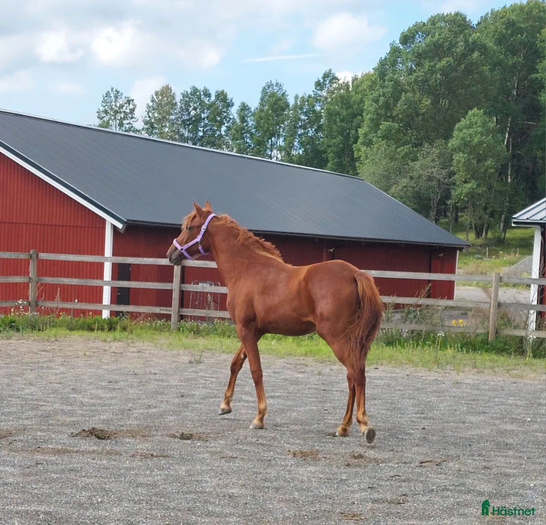  stallplats finnes: Lösdrift Vallentuna i Brottby - Annons 6