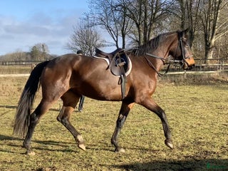 hästar Fin sporthäst. i Lövestad - Annons 3