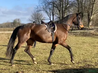 hästar Fin sporthäst. i Lövestad - Annons 2