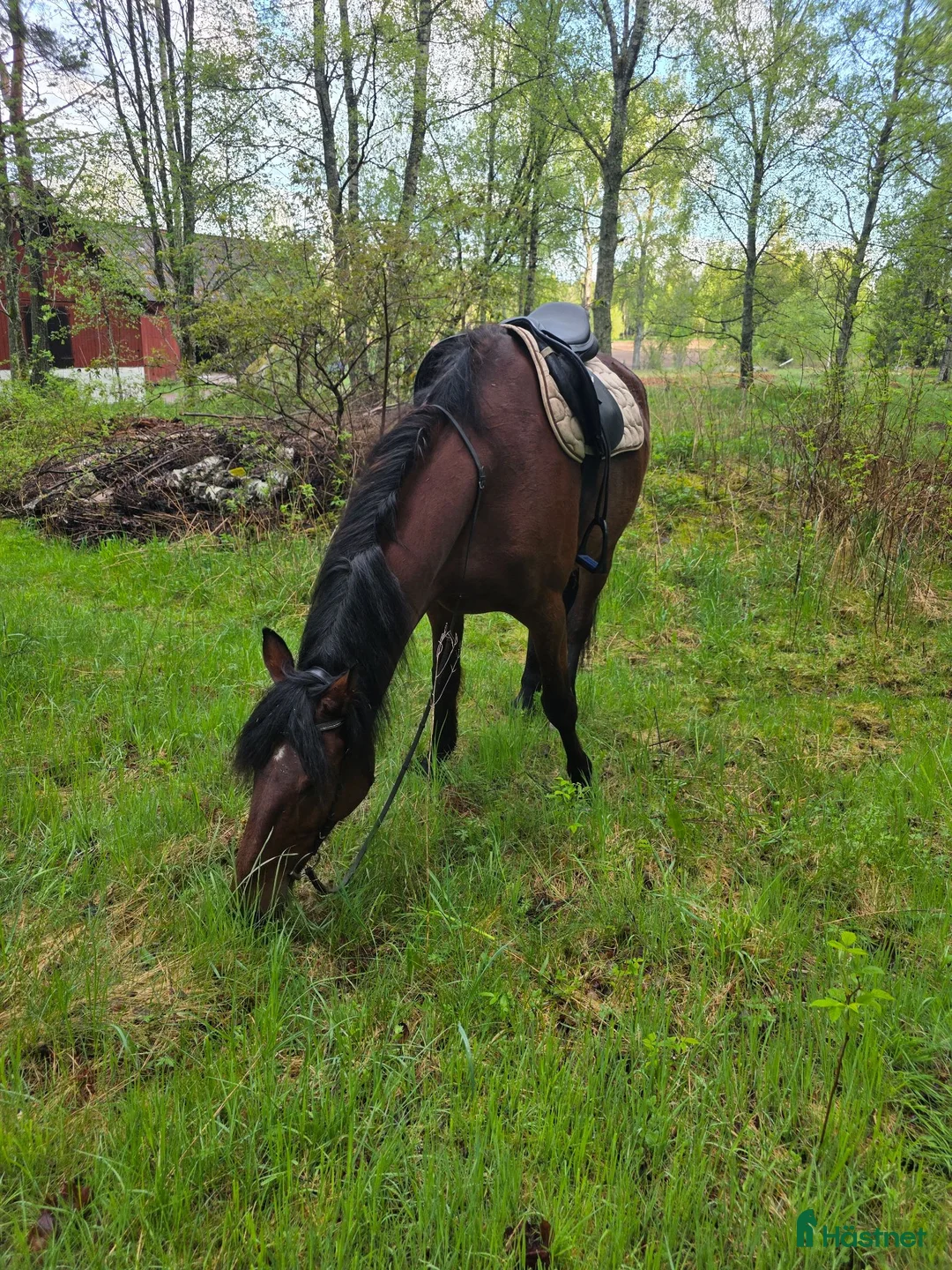 Allround hästar till salu: Fin charmig kille  i Karlskoga - Annons 2