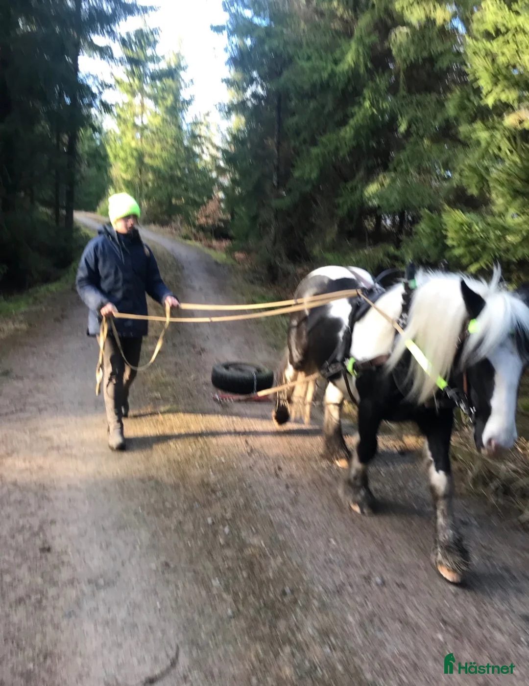 Allround hästar till salu: Charmören Jessie i Ronneby - Annons 6