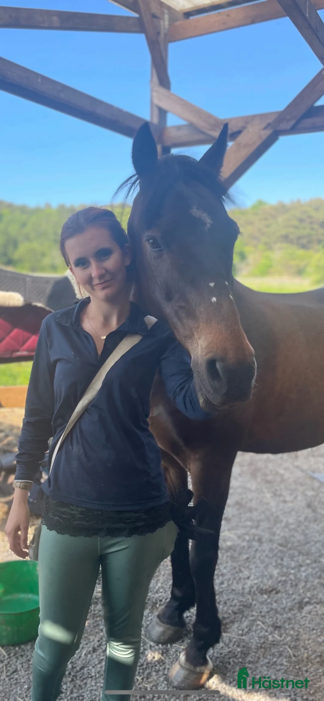 Allround hästar sökes: Söker en bombsäker vän!  i Västra Frölunda - Annons 1