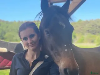 hästar Söker en bombsäker vän! - Annons 1