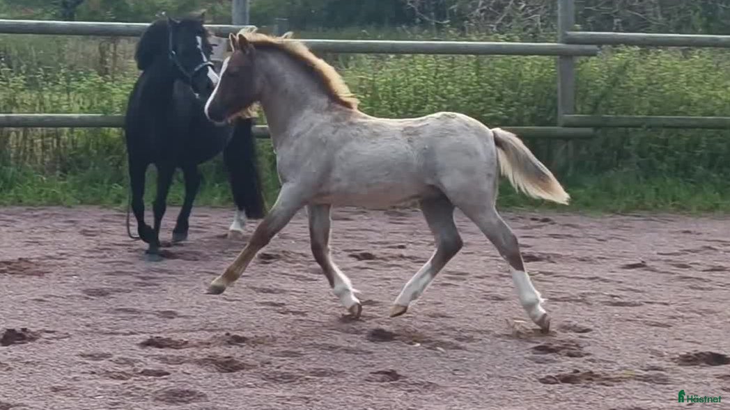  hästar Welsh mountain hingst  - Annons 11