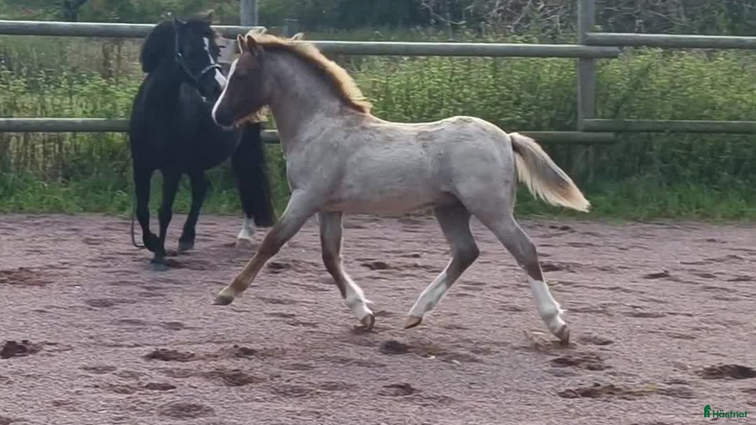 Allround hästar till salu: Welsh mountain hingst  i Borgholm - Annons 1